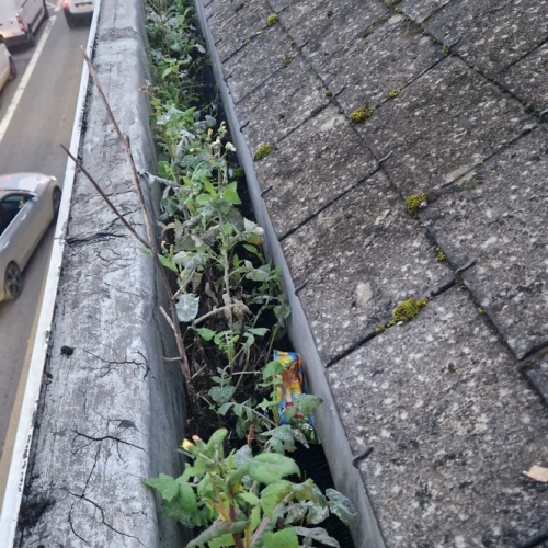 254E0DF4 B6D8 4B47 ADB7 A1A5083F0C1B 1 105 C